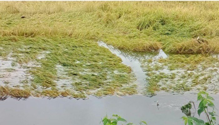 তানোরে বৈরী আবহাওয়া মড়ার উপর খাঁড়ার ঘা কৃষকের আমণখেতের ব্যাপক ক্ষতি