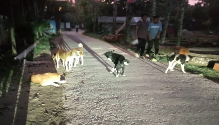 নীরব কর্তৃপক্ষঃ ‎মণিরামপুরে কুকুরের আক্রমনে ৭২ ঘন্টায় মৃত্যু ১, আক্রান্ত ১৭জন! সর্বত্র কুকুর আতংক