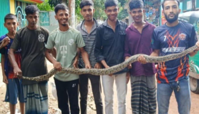 বোয়ালখালীতে ৮ ফুট লম্বা অজগর উদ্ধার