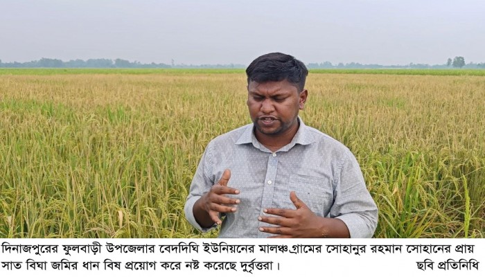 ফুলবাড়ীতে পূর্ব শত্রুতার জের ধরে সাত বিঘা জমির ধান খেত নষ্ট করেছে দুর্বৃত্তরা