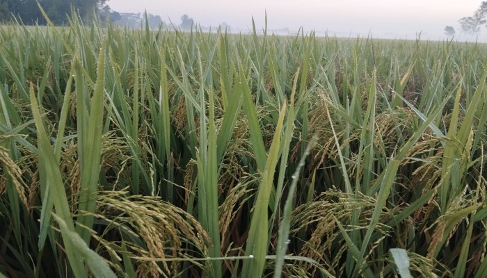নালিতাবাড়ীতে  শীতের আগমনী বার্তা ‎