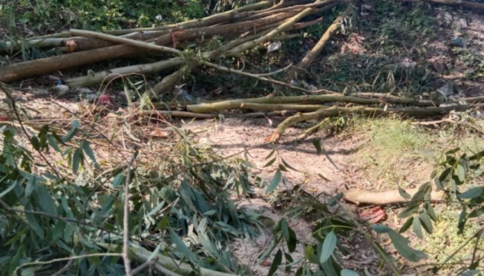মানুষে মানুষে বিরোধে, প্রাণ গেল শতাধিক গাছের।