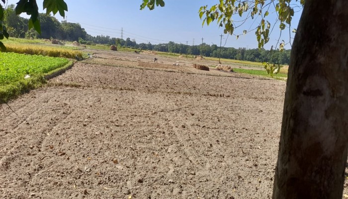 বোয়ালখালীতে  সরিষার জন্য জমি প্রস্তুত করছেন কৃষকেরা