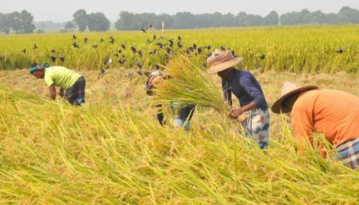 বোয়ালখালীতে;ধানের নমুনা ও মাঠ পরিদর্শন কৃষি কর্মকর্তা