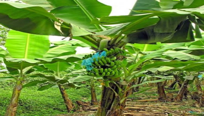 বাঘায়  কলা গাছ থেকে ফাইবার উৎপাদন