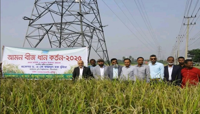 বাকৃবিতে  আমন বীজ ধান কর্তন-২০২৫ এর  উদ্বোধন
