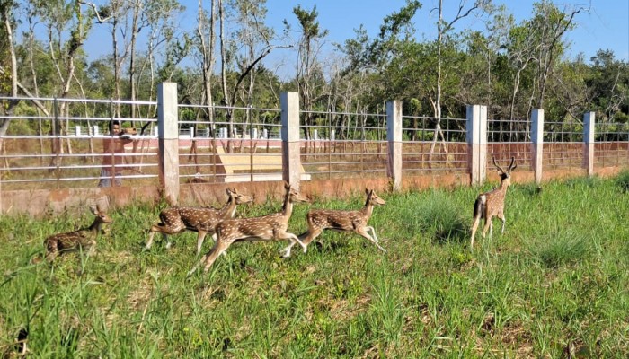 হরিণ অবমুক্তির মধ্য দিয়ে খুলে গেল আলীবান্দা ইকো-ট্যুরিজম কেন্দ্র