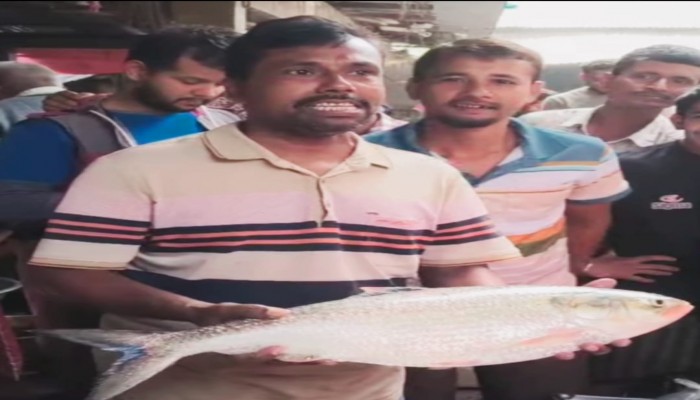 বানারীপাড়ায় দুই কেজি ৬০০ গ্রাম সাইজের ইলিশ ১৪ হাজার তিনশত টাকায় বিক্রি !
