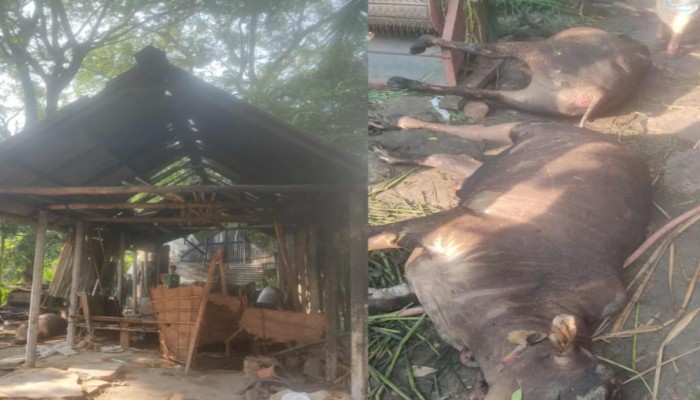 ব্রাহ্মণপাড়ায় অগ্নিকাণ্ডে বসতঘর ও গোয়ালঘর পুড়ে ছাই, ৫ লক্ষ টাকার ক্ষয়ক্ষতি