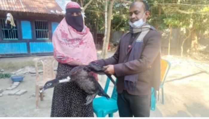 কিস্তির টাকা না পেয়ে   এনজিওকর্মীর ধরে নিয়ে যাওয়া সেই চীনা হাঁসটি  চার দিন পর ফেরত পেলেন গৃহবধূ হাফিজা বেগম