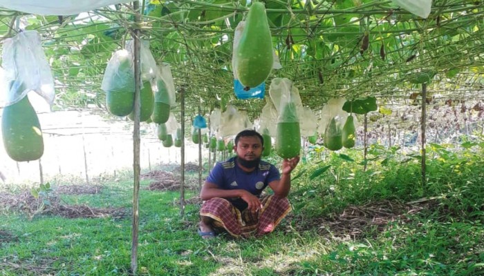 কাউখালীতে লাউ চাষে ভাগ্য ফিরেছে   কৃষকদের