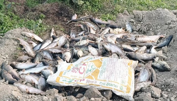 ফিসারিতে মরছে মাছ, কাজ হচ্ছে না কোনো ওষুধে-ত্রিশালের শতাধিক মৎস্য চাষি