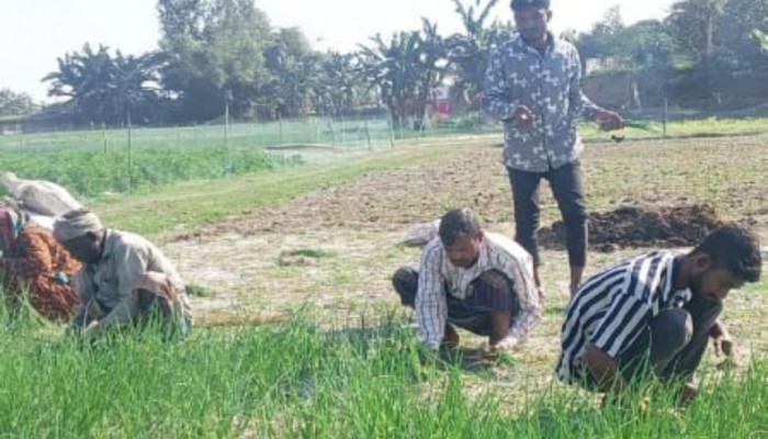 কুড়িগ্রামের উলিপুরে চরাঞ্চলে পেঁয়াজের চারা বিক্রির ধুম, এক হাত আরেক হাতে গেলেই বেড়ে যায় দাম
