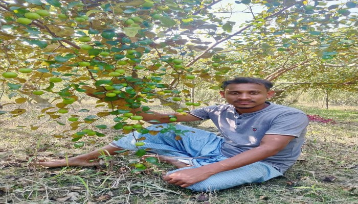 কুল ( বড়ই) চাষে  দুই ভাইয়ের ভাগ্য বদল