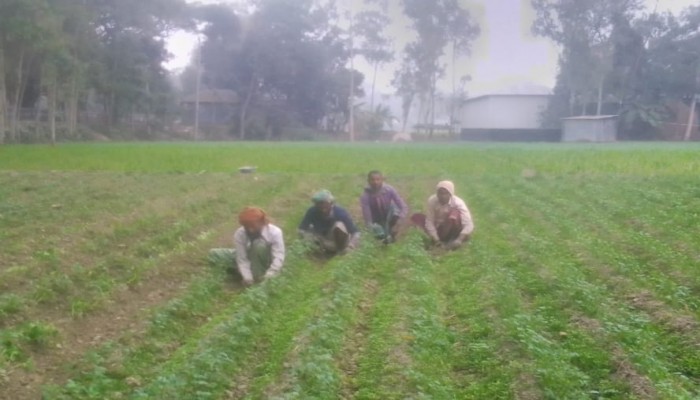 আলুরক্ষেত পরিচর্যায় ব্যস্ত সময় পার করছেন রায়গঞ্জের কৃষকেরা