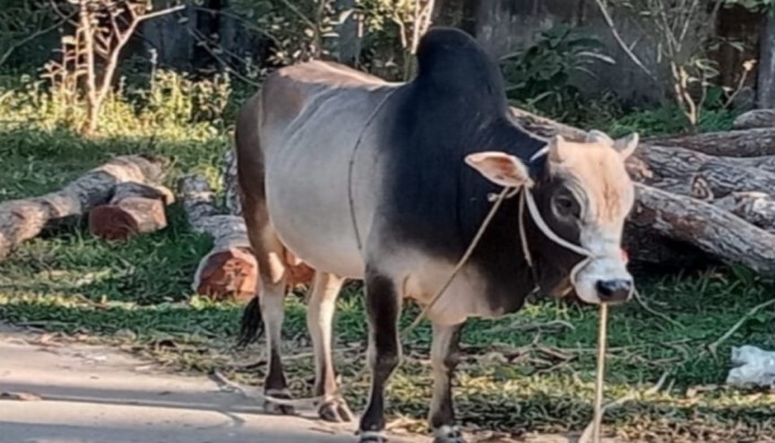 কেন্দুয়ায় জুয়া আইনে জব্দ ষাঁড়ের প্রকাশ্য নিলামে বিক্রি
