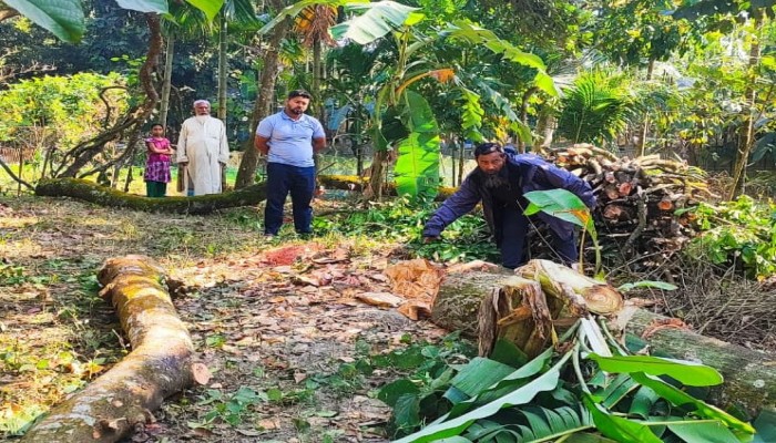 গৌরীপুরে জোরপূর্বক গাছ কাটার অভিযোগ