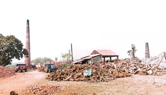 পটুয়াখালীতে কাঠ পুড়িয়ে ইট উৎপাদন, হুমকির মুখে পরিবেশ ও জনজীবন