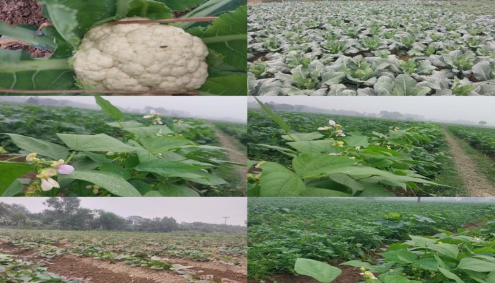 ব্রাহ্মণপাড়া সবজির বাম্পার ফলন, ন্যায্যমূল্য থেকে বঞ্চিত কৃষকেরা
