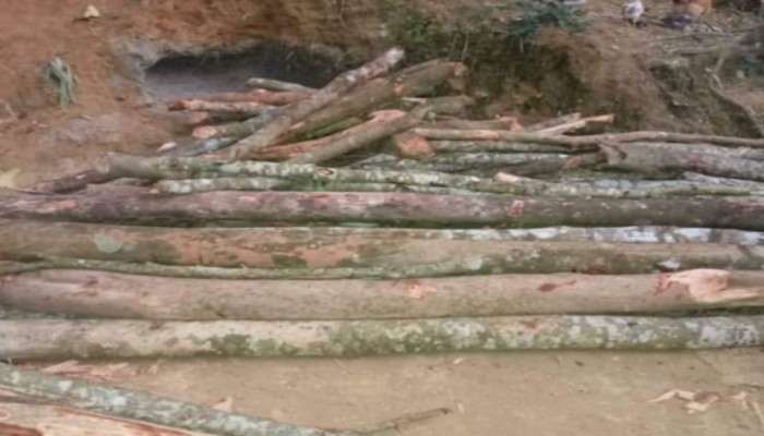 নাইক্ষ‍্যংছড়ি - বাইশারী ক্যাংগারবিল সরকারি প্রাথমিক বিদ্যালয়ের গাছ কাটার অভিযোগ বিএনপি নেতার বিরুদ্ধে