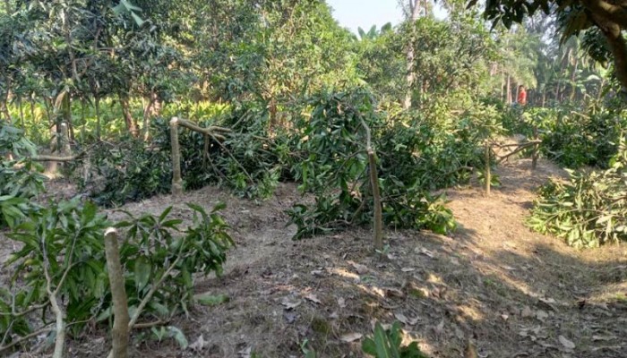 ‎বদরগঞ্জে রাতের আঁধারে শতাধিক আমগাছ কেটে ফেলেছে দুর্বৃত্তরা ‎ ‎লক্ষাধিক টাকার ক্ষতি, দোষীদের দৃষ্টান্তমূলক শাস্তির দাবি এলাকাবাসীর ‎