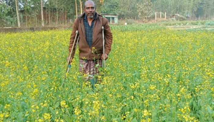 বোয়ালখালীতে সরিষার বাম্পার ফলন