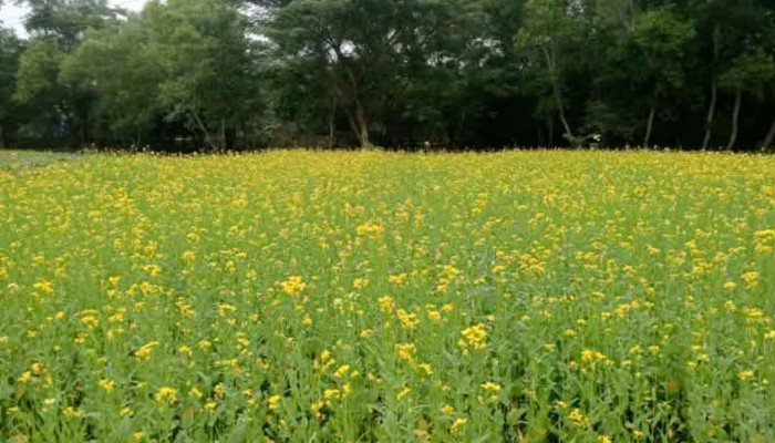 সরিষার হলুদ ফুলে ব্রাহ্মণপাড়ার কৃষকের স্বপ্নযাত্রা