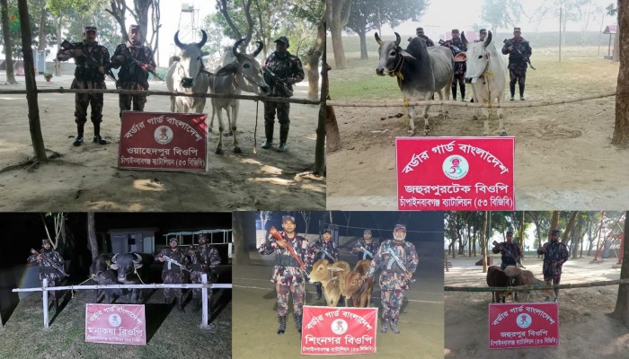 সীমান্তে পৃথক অভিযানে ১০ টি ভারতীয় গরু ও মহিষ জব্দ