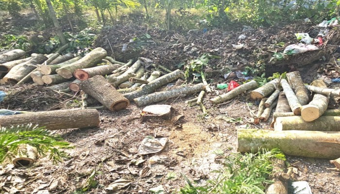 মাদারীপুরে জমির গাছ জোর করে কেটে নেওয়ার অভিযোগ উঠেছে এক প্রভাবশালীর বিরুদ্ধে