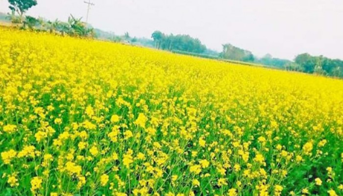 হরিপুরে মাঠ জুড়ে সরিষা ফুলের সমারোহ
