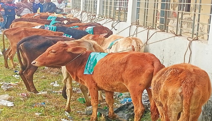 কাউখালীতে নিবন্ধিত জেলেদের মাঝে বকনা বাছুর বিতরণ