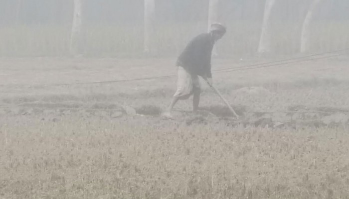 ঘন কুয়াশা ও হিমেল বাতাসে কাঁপছে কুড়িগ্রাম, বীজতলা নিয়ে শঙ্কায় কৃষক