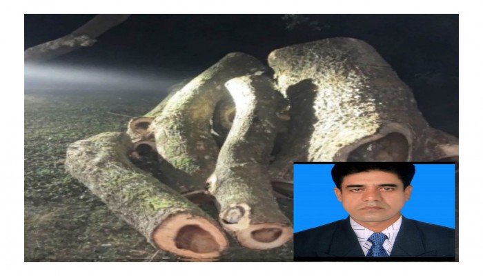 কেন্দুয়ায় যুবদল নেতার নেতৃত্বে গাছে ডুম আটকিয়ে চাঁদাবাজির অভিযোগ