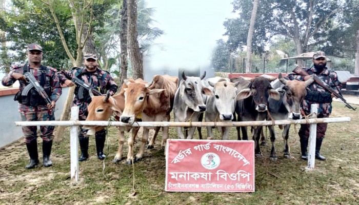 সীমান্তে পৃথক অভিযানে ১৬টি ভারতীয় গরু জব্দ করেছে বিজিবি