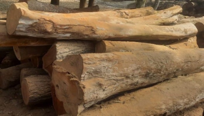 কুড়িগ্রামের ভূরুঙ্গামারীতে এক প্রধান শিক্ষকের বিরুদ্ধে বিদ্যালয়ের ৯টি গাছ কেটে বিক্রির অভিযোগ