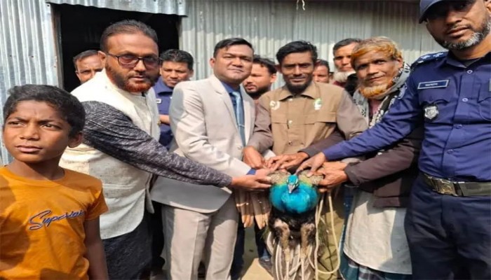 কুড়িগ্রামের উলিপুরে আহত বিপন্ন প্রজাতির ময়ূর উদ্ধার