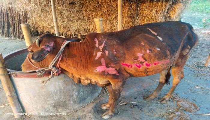 খানসামায় গোয়াল ঘরে আগুন; জানা যায়নি আগুনের সূত্রপাত