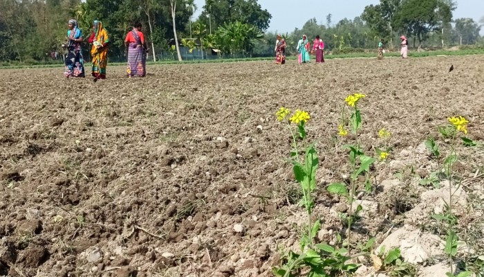 দেবীগঞ্জে জমি দখলের অভিযোগ: ধ্বংস করা হলো সরিষার ক্ষেত