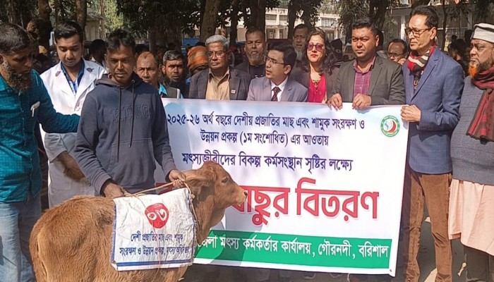 ​গৌরনদীতে মৎস্যজীবীদের মাঝে বকনা বাছুর বিতরণ