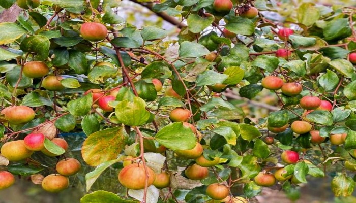 কাউখালীতে কুল চাষে ভাগ্য পরিবর্তন কৃষক দেলোয়ার হোসেনের