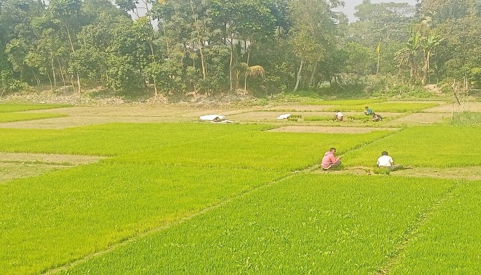 কুড়িগ্রামে নির্বাচনী আইন লঙ্ঘন করে প্রাথমিক বিদ্যালয়ের শিক্ষার্থীদের দিয়ে জোরপূর্বক ‘ধানের শীষ’-এর স্লোগানের ভিডিও ভাইরাল