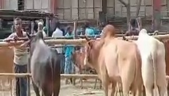 নাইক্ষ‍্যংছড়িতে সীমান্তে গরু চোরাচালান : নেপথ্যে মাদক কারবার