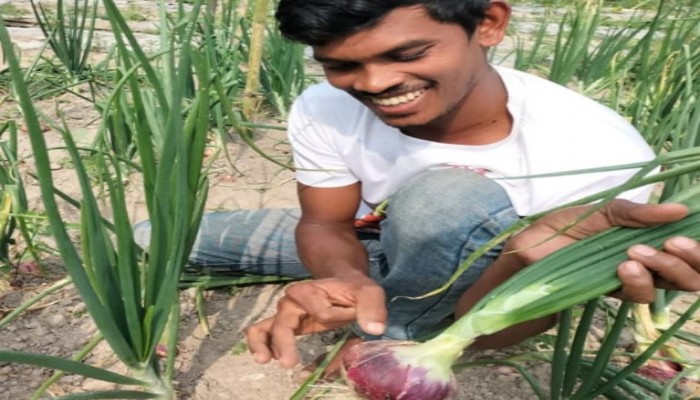 পেঁয়াজ চাষে  ব্যস্ত পুঠিয়ার কৃষক