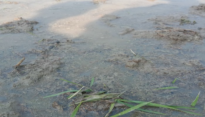 আদালতে আদেশ অমান্য করে জমিতে রোপা লাগানোর অভিযোগ, বাধা দিলে হুমকি প্রদান