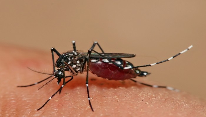 ​মশার কারণে জন জীবন অতিষ্ঠ
