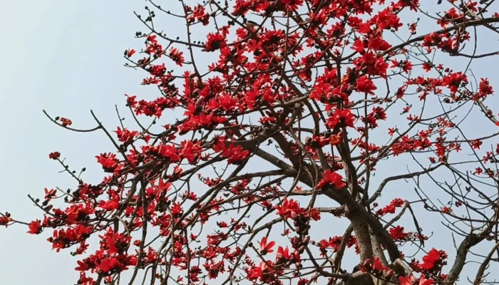 রক্তিম সাজে শিমুলবাগান পর্যটকদের উপচেপড়া ভিড়