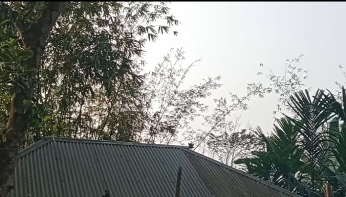 এক দিনমজুর বসতবাড়ি উপরে ঝুকিপূর্ণ গাছের ডাল,দূর্ঘটনার আশংকা।