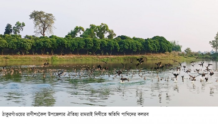 শীতে আসে গরম পড়লেই চলে যায় পাখির কলকাকলিতে মুখর রাণীশংকৈলে রামরায় দিঘী