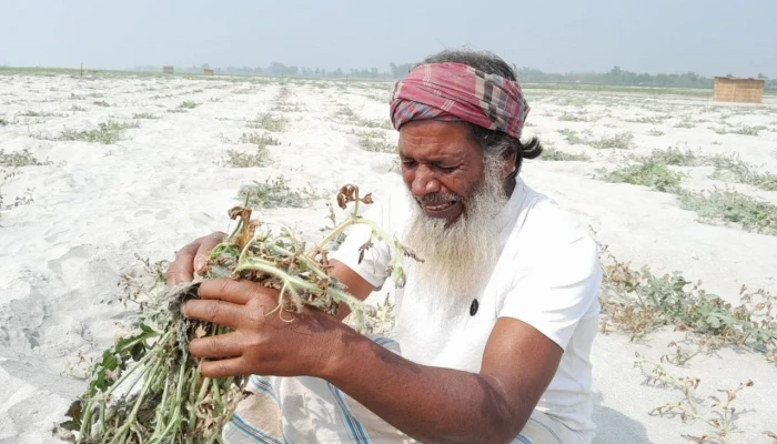 পাটগ্রামে ক্ষেতে বিষাক্ত পদার্থ ছিটিয়ে ৫ কৃষকের ৩০ লাখ টাকার ক্ষতি