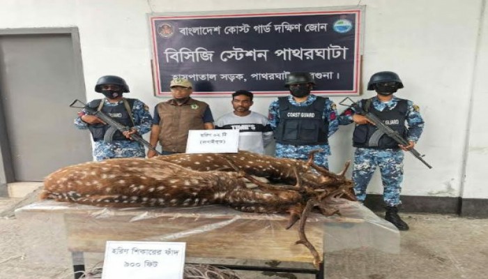 বরগুনার পাথরঘাটায় যৌথ বাহিনীর অভিযানে জবাইকৃত দুই হরিণসহ শিকারি আটক